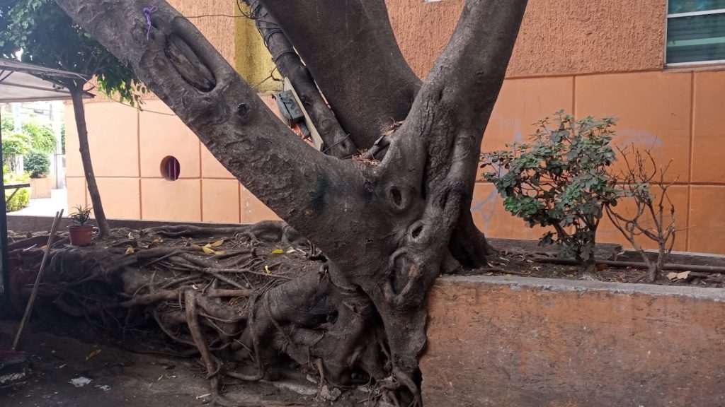 El árbol de Portales que desbordó la jardinera haciendo con sus raíces formas inauditas