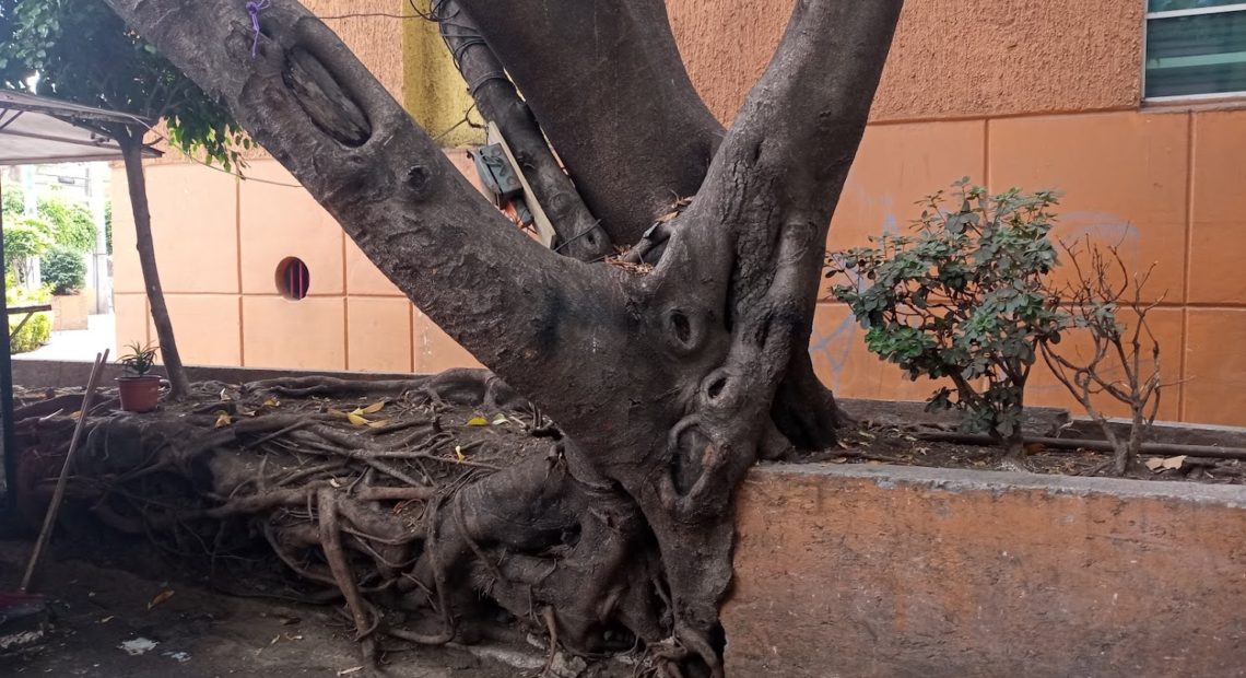 El árbol de Portales que desbordó la jardinera haciendo con sus raíces formas inauditas