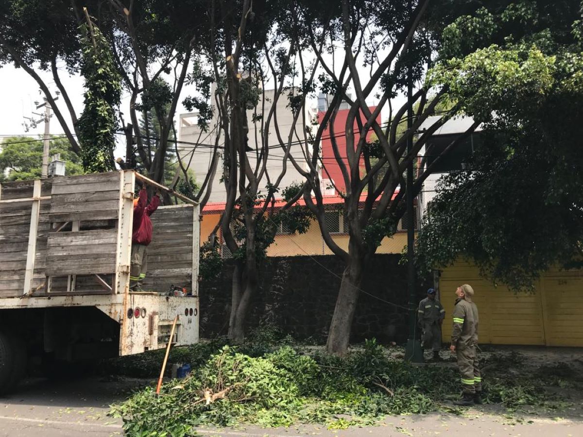 Acusa ambientalista poda indebida de árboles en colonia Actipan (Del Valle)  - Libre en el Sur