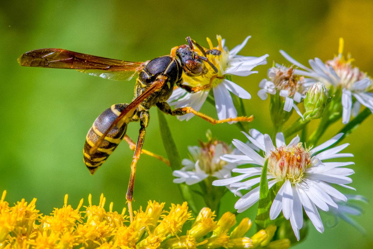 Háblame como las avispas en primavera